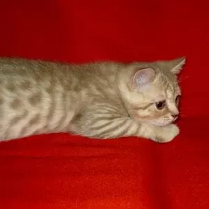 Леопардовый котик