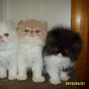 Классные персидские котята
