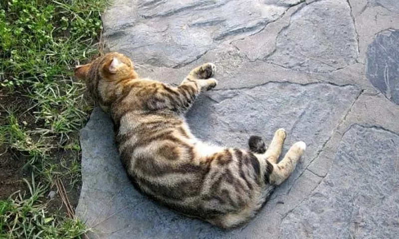 Отдам двух котят породы Сококе в добрые руки