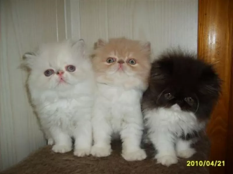 Классные персидские котята